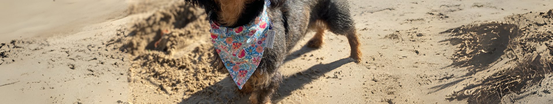 Les Bandanas pour Chiens et Chats