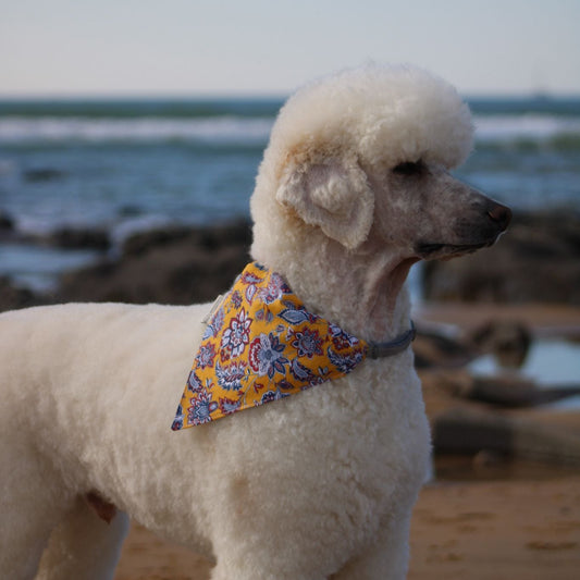 Bandana pour chien - L'Iconique 🐶💙