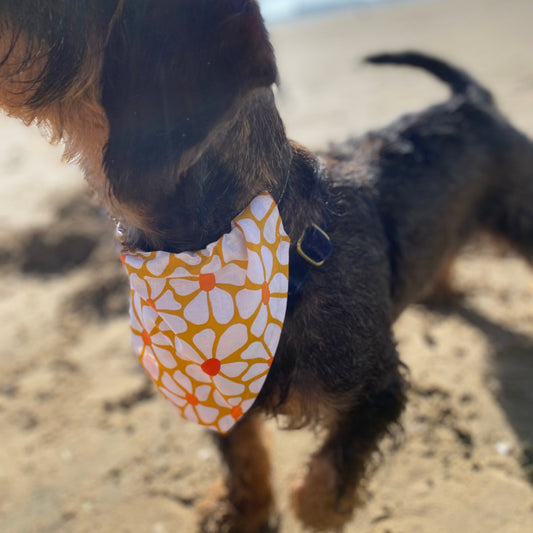 🐾 Bandana pour Chien + Chouchou 🎀 - "Matchy Duo"